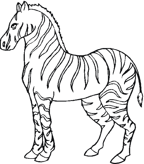 Zebra plansa colorat