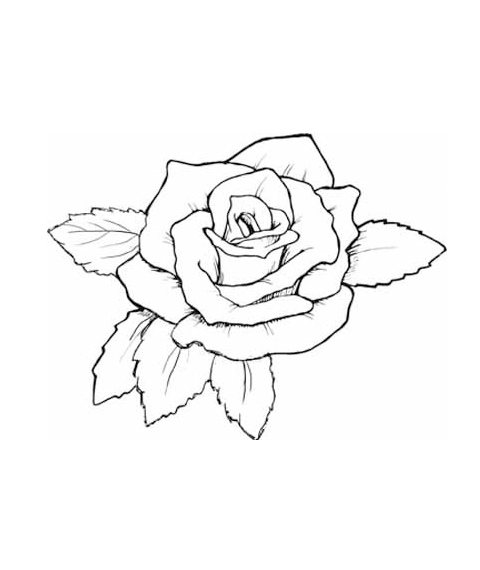 Desene de colorat cu trandafiri poza 2