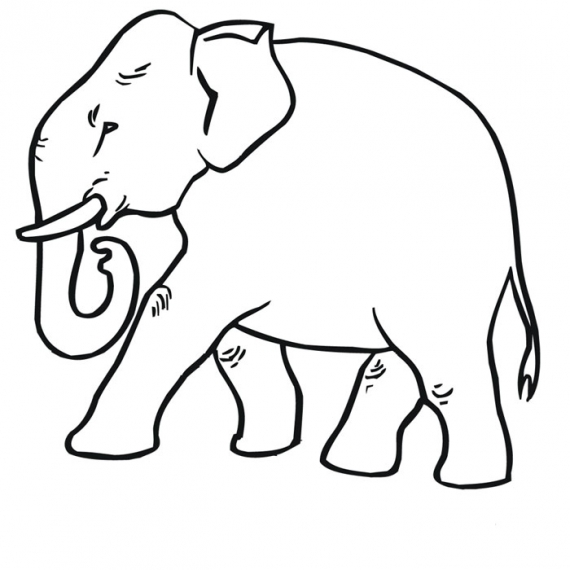 Elefanti  7