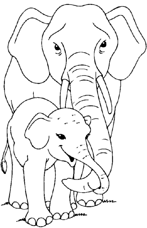 Elefanti 9