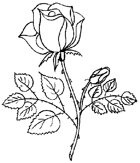 Trandafiri  3
