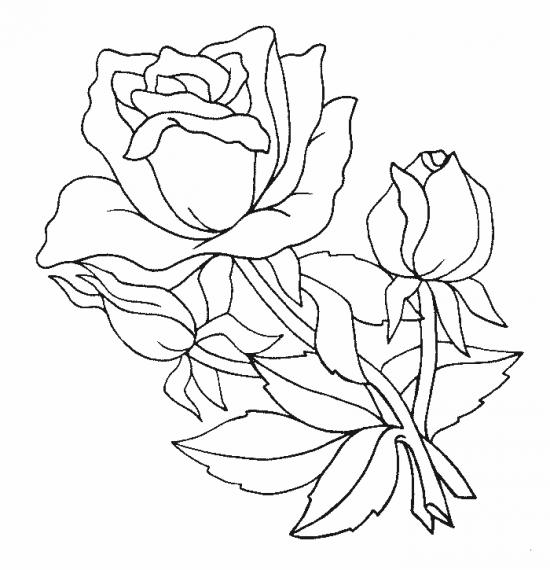 Trandafiri  5
