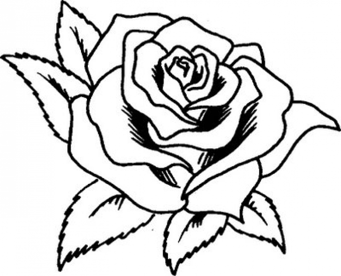 Trandafiri 7 Desene De Colorat
