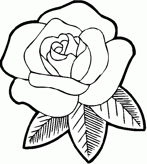 Trandafiri 8 Desene De Colorat