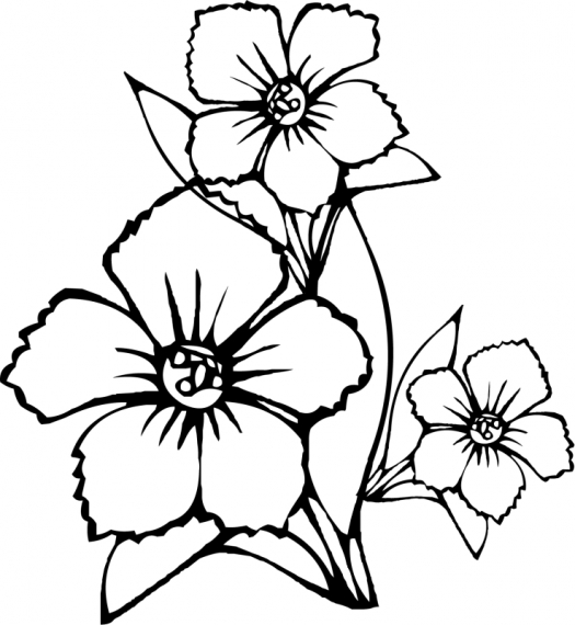 Flori de toamna 6