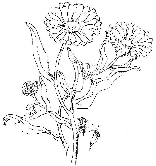 Flori de toamna 7