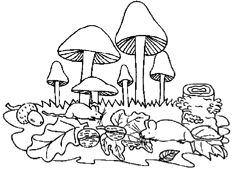 Ciuperci 7