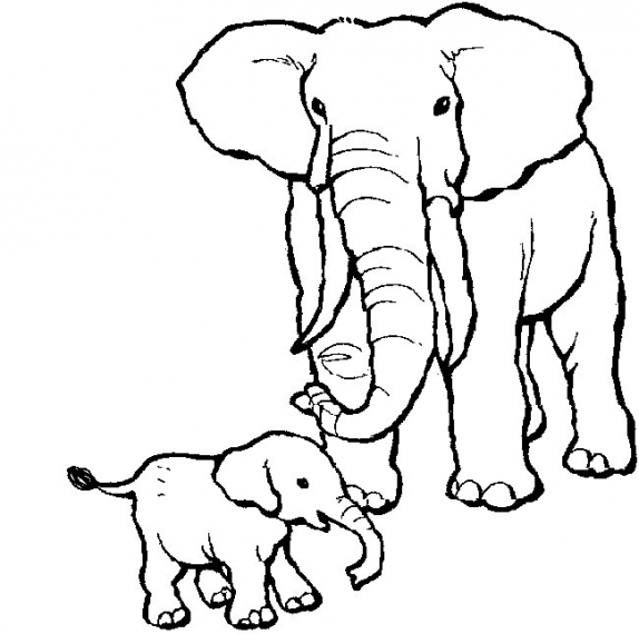 Elefant poza 4