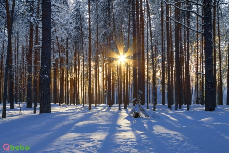Iarna printre copaci
