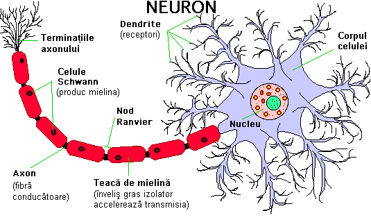 Alcatuirea neuronului