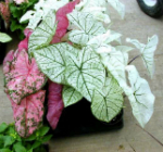 Caladium bicolor otravitor