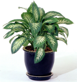 Aglaonema modestum, planta toxica