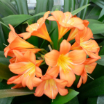 Clivia este o floare otravitoare