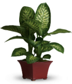 dieffenbachia toxica