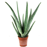 Aloe vera planta toxica