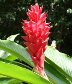 Alpinia, planta otravitoare