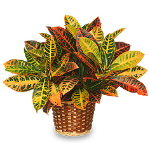 Croton, planta otravitoare