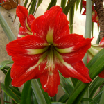 Amaryllis, Hippeastrum, planta otravitoare 