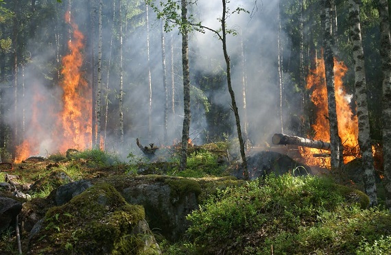 Incendiu de padure