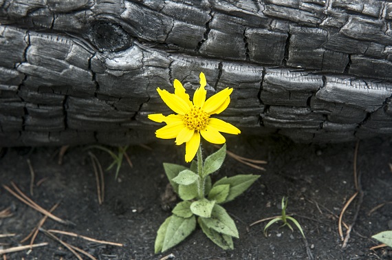 Floare aparuta in solul regenerat dupa un incendiu de padure