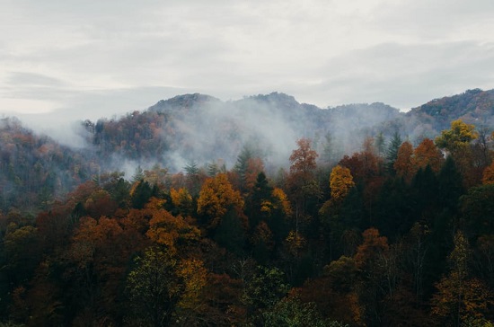 Padure spectaculoasa din Slovacia