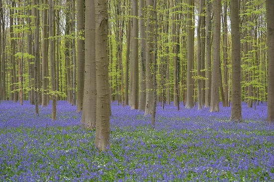 Padurea Hallerbos, o padure spectaculoasa primavara