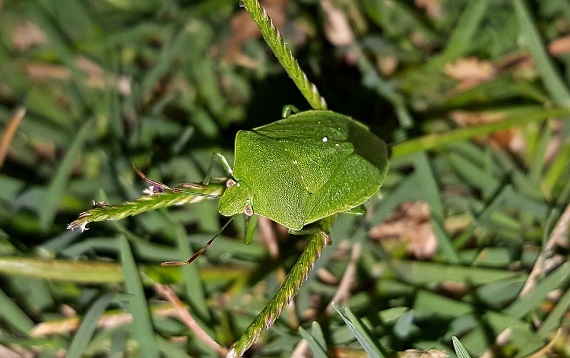 Gandac plosnita verde