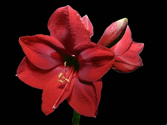 Amaryllis, una dintre cele mai frumoase flori din lume