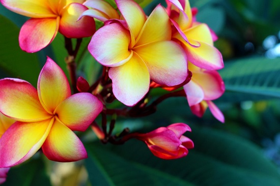 Plumeria, una dintre cele mai frumoase flori din lume