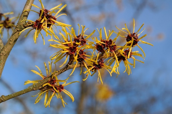 Arbore de hamamelis