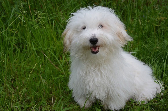 Rasă de câini mici- Coton de Tulear