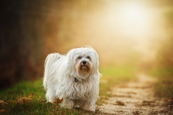 Rasă de câini mici- Bichon Havanez