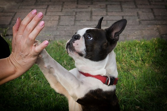 Rasă de câini mici- Boston Terrier