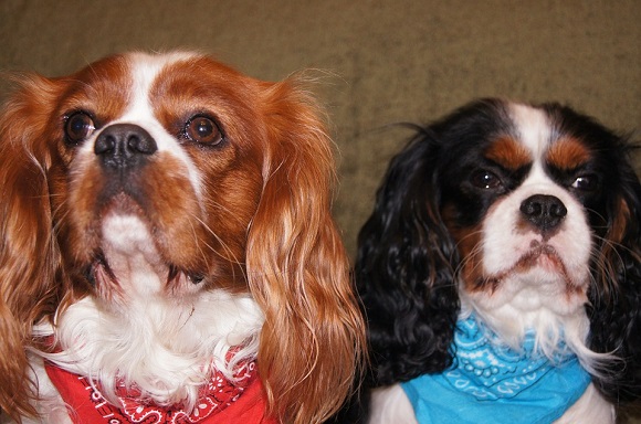 Rasă de câini mici- Cavalier King Charles Spaniel