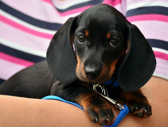 Rasă de câini mici-Dachshund