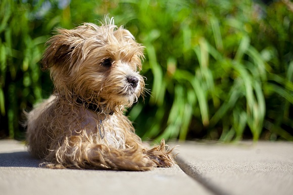 Rasă de câini mici- Maltipoo