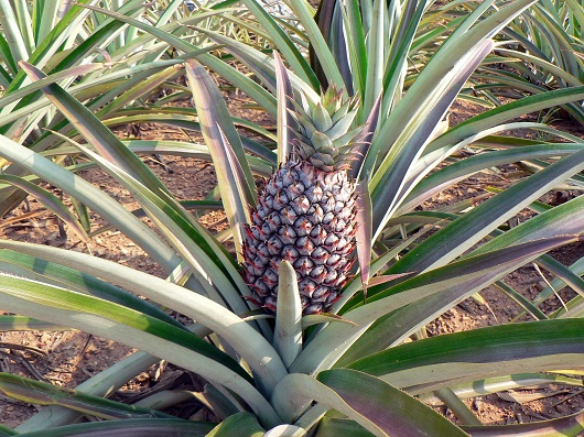 Tufis de ananas