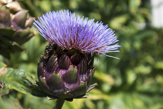 Floare de anghinare