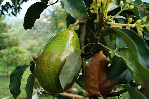 Arbore de avocado