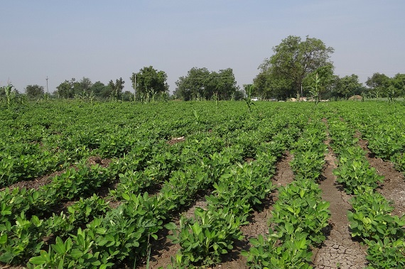 Plantatie de alune de pamant