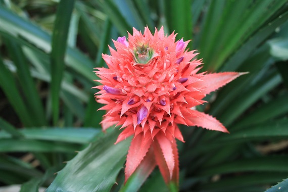 Floare de ananas