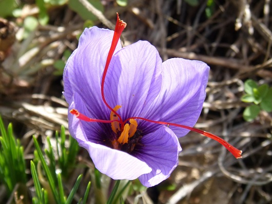 Floare de sofran