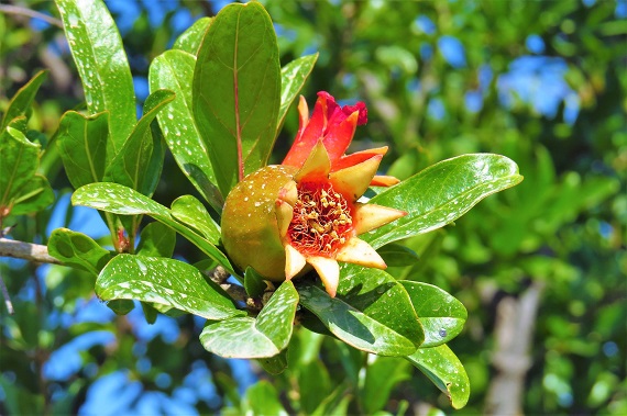 Floare din arborele in care va creste rodia