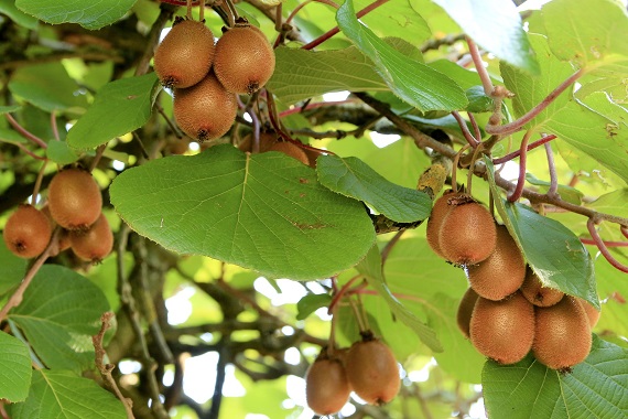 Kiwi in arbustul in care cresc