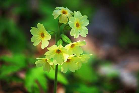 Primula