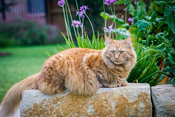 Pisica din rasa Maine Coon