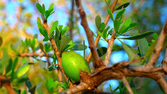 Arbore de argan