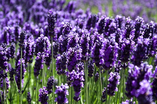 Lavanda, simbol pentru gemeni in zodiacul floricol