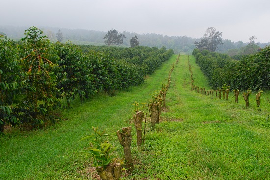 Plantatii de cafea din Hawaii