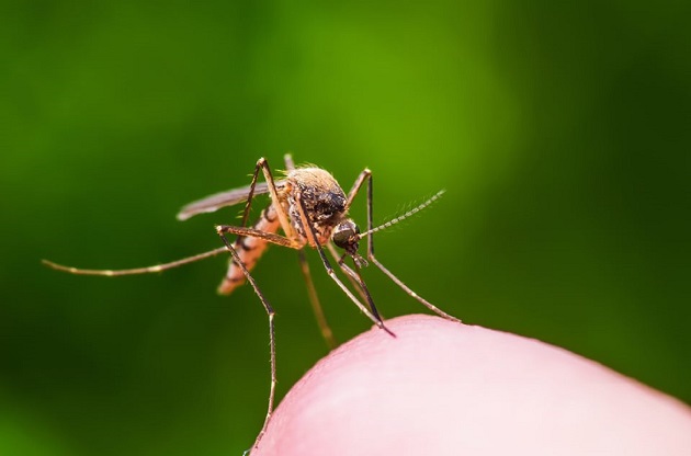 virusul west nile grecia